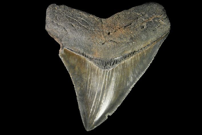 Fossil Megalodon Tooth - Sharp Serrations #138990